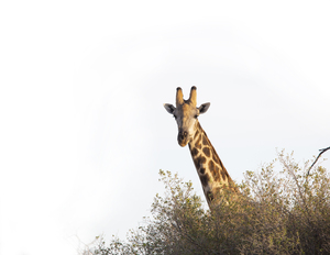 giraffe