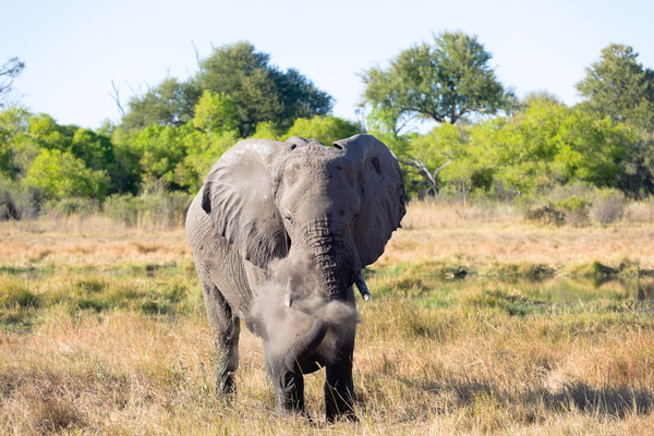 elephant dirt Print
