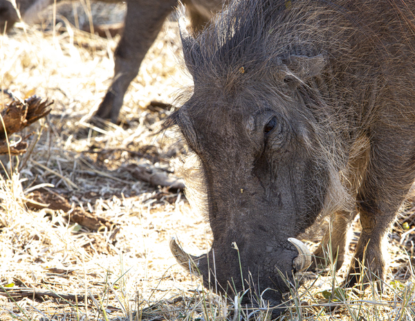 pumba Print