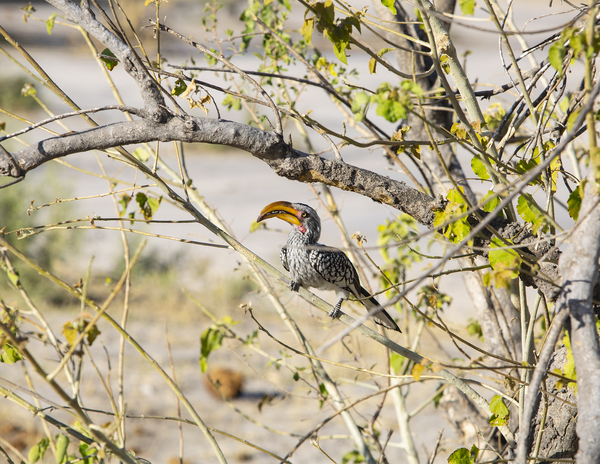 zazu Print
