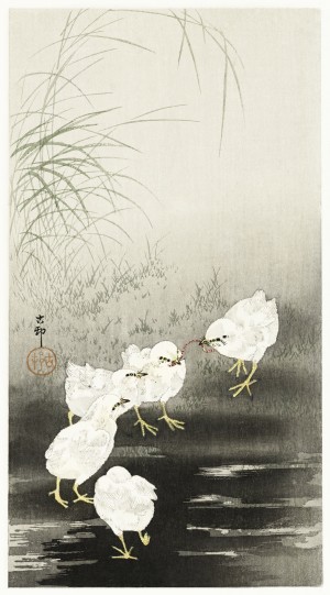Chicks eating worms