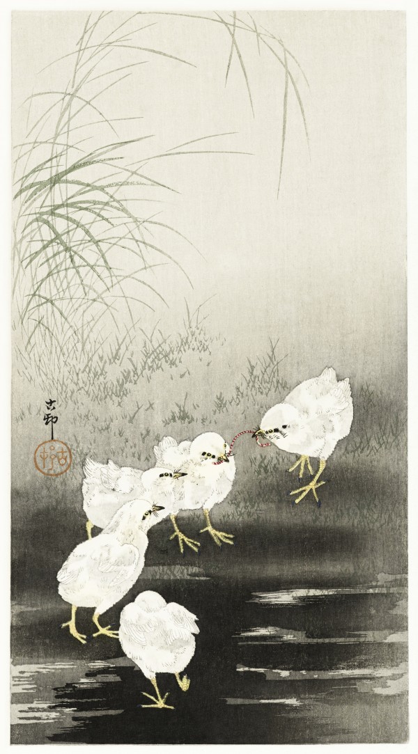 Chicks eating worms Print