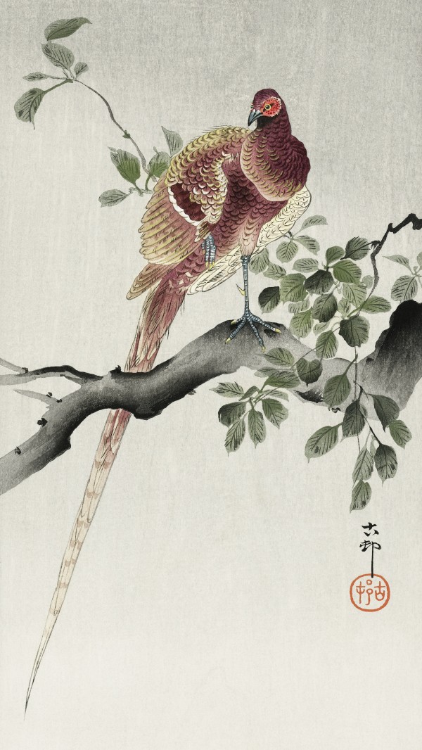 Copper pheasant Print