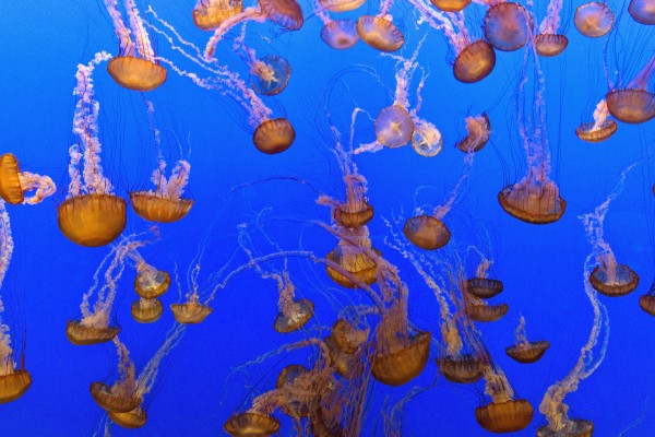 For displaying jellyfish Print