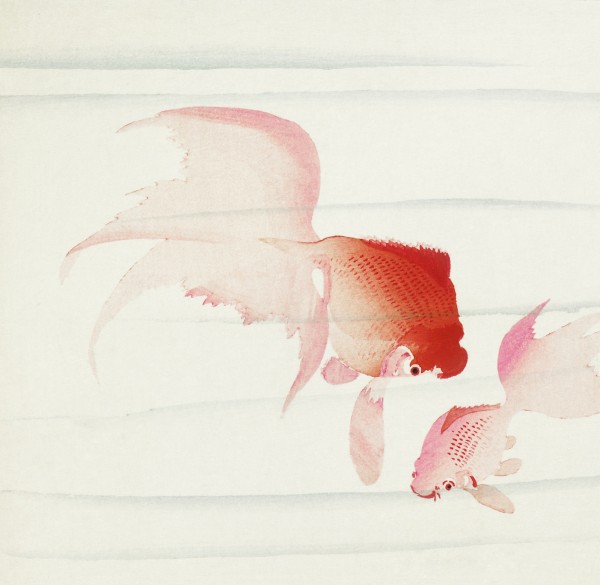 Gold fish Print
