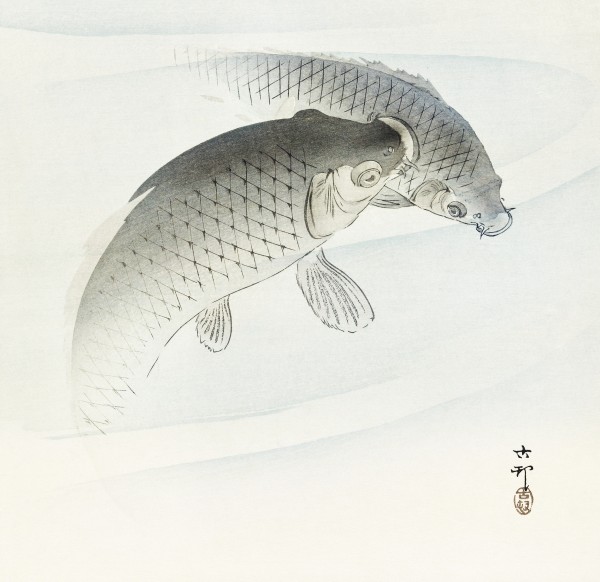 Two carp fish Print
