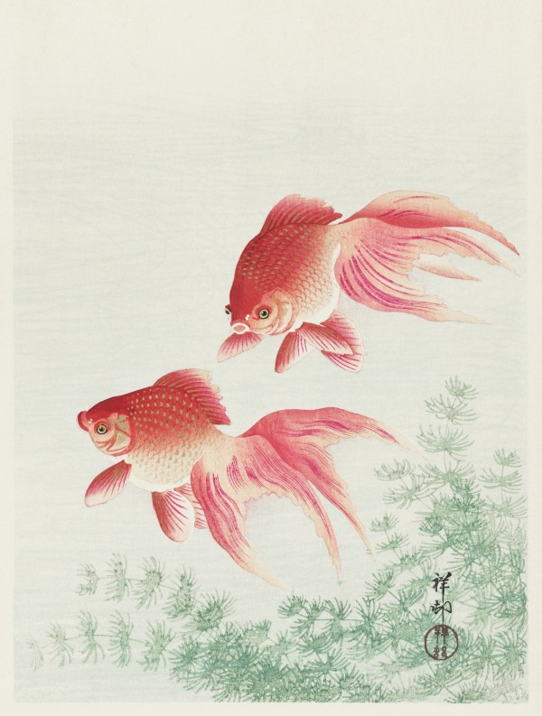 Two veil goldfish Print