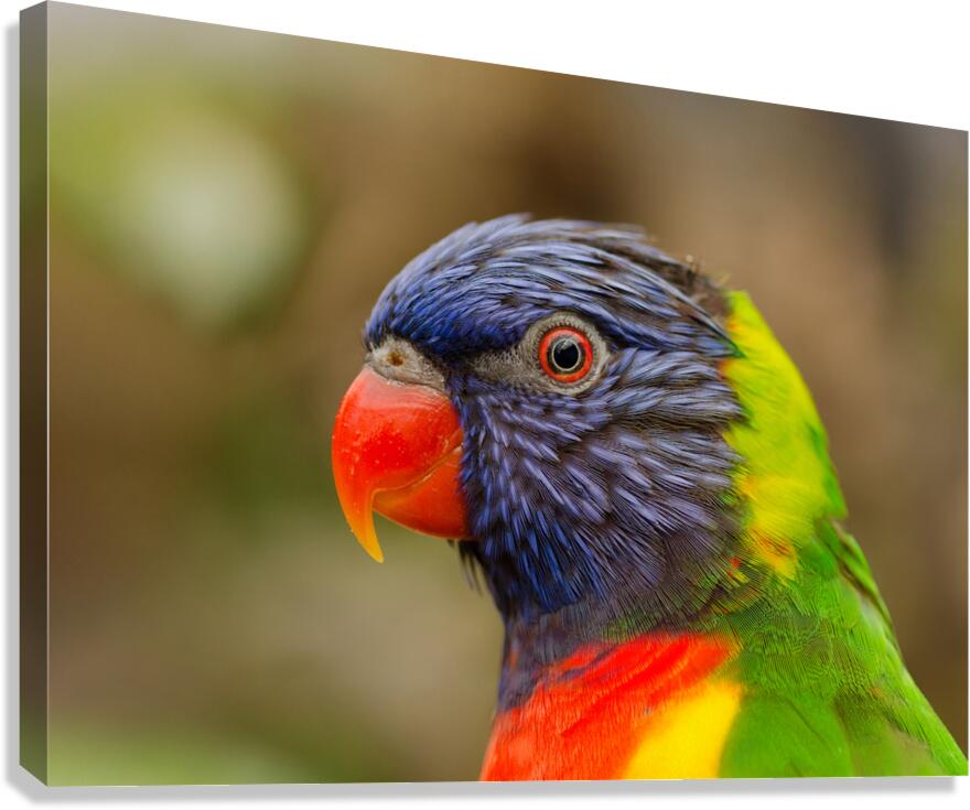 rainbow lorikeet Canvas Print