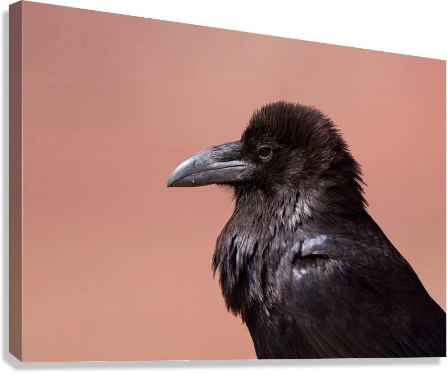 Common Raven Canvas Print