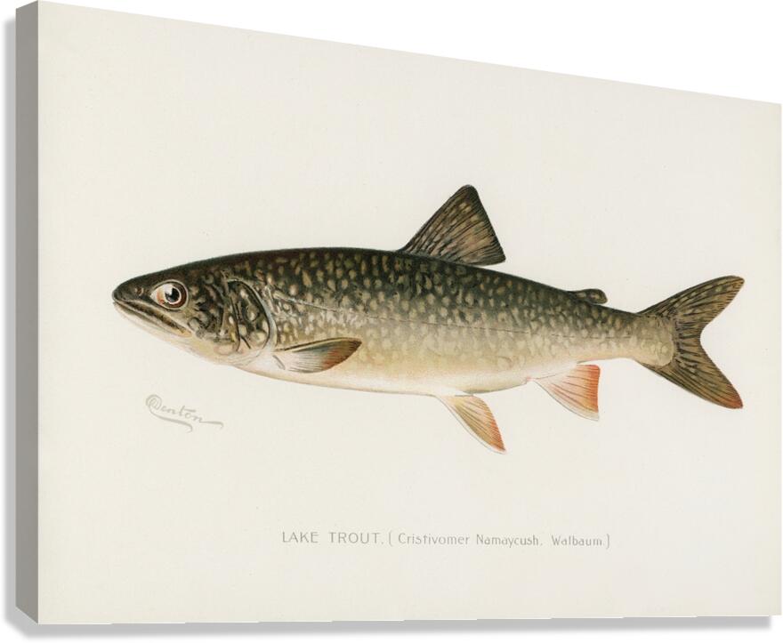 Lake Trout Canvas Print