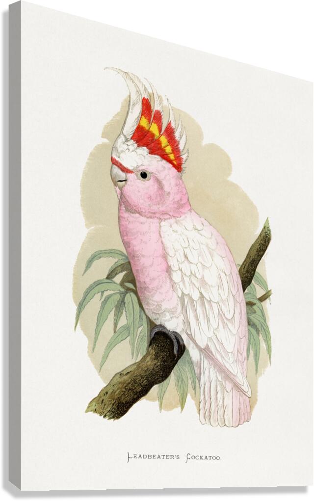 Leadbeaters Cockatoo Canvas Print