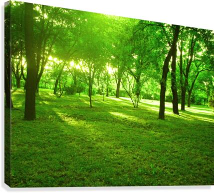 green forest Canvas Print