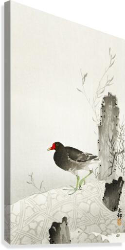 Moorhen2 Canvas Print