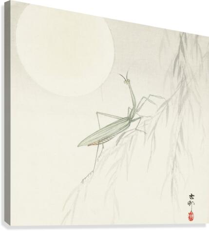 Praying mantis Canvas Print