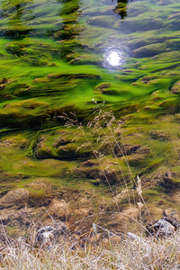 Aquatic Dreamscape: Where Sunlight Dances on Emerald Waves