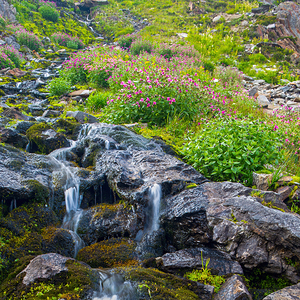 Racing to Bloom Before Glacier Vanishes