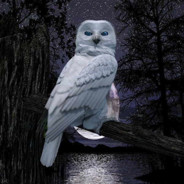 Snowie Owl by The Art Of Fantasy