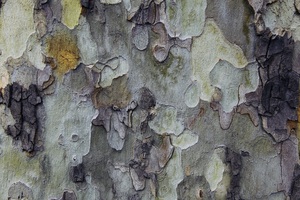 Abstract Texture