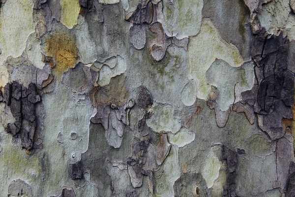 Abstract Texture Print