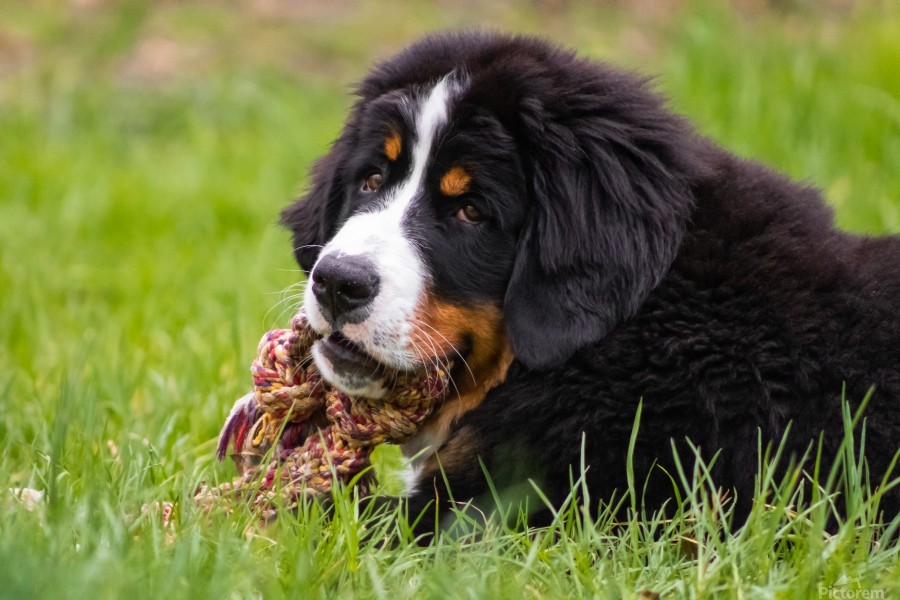Bernese Mountain Dog Puppy by Jules Siegel Wall Art