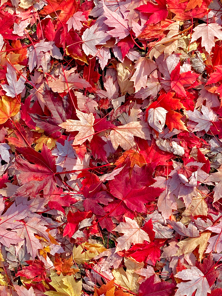 Bright red maple leaves laying on the ground by ImageNet