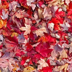 Bright red maple leaves laying on the ground