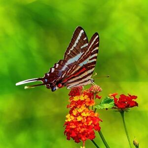 Zebra Longwing