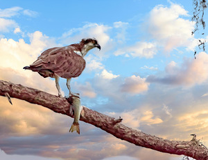 Osprey with a Fresh Catch