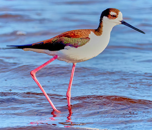Black Necked Stilt   US