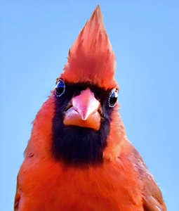 I See You - Cardinal Closeup