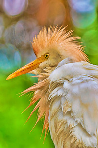 Cattle Egret Profile