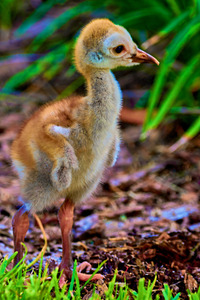 Sandhill Crane Colt
