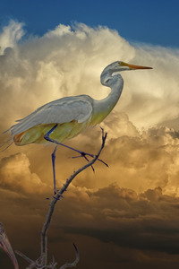 Egret in the Clouds
