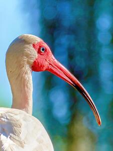 Whte Ibis Closeup