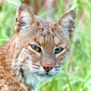 Bobcat Closeup