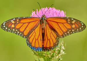 Monarch on Thistle 