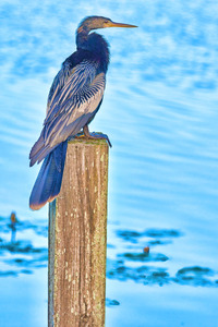 Female Anhinga on a pylon