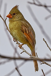 Female Cardinal