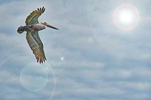 Flying pelican w sunflare