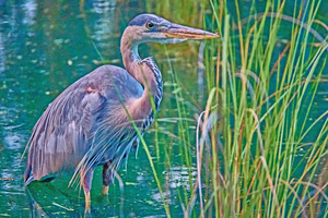 Great Blue Heron Closeup