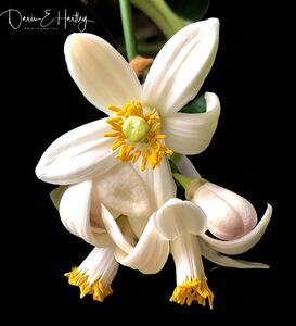 Ponderosa Lemon Blossoms