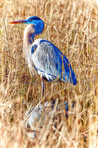 Marsh Heron
