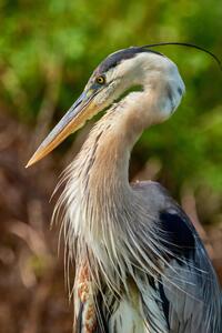 Regal Great Blue Heron