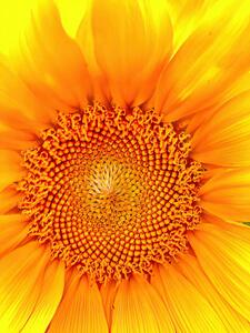Sunflower Closeup