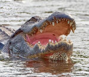Wide-Mouthed Gator