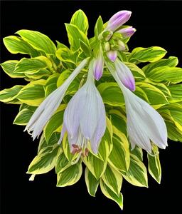 Hosta