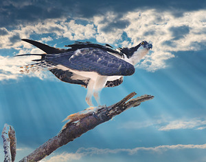 Osprey with fish 