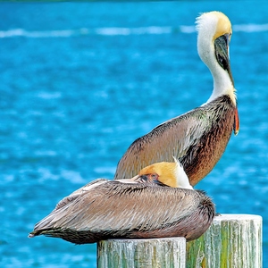 Pelicans