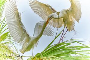 Great Egret Feeding its Fledgling
