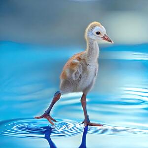 Sandhill Crane Colt chick
